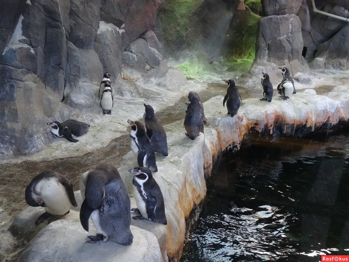 Московский зоопарк звери