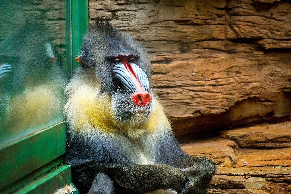 Московский зоопарк Москва животные