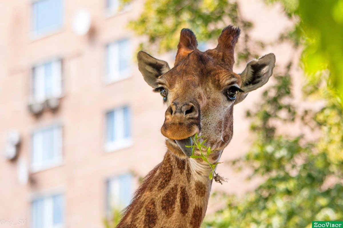 Самсон Гамлетович Ленинградов