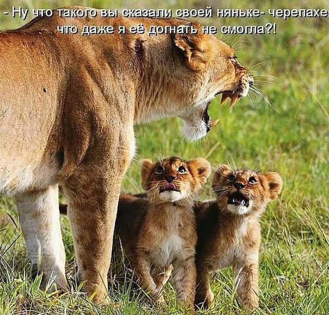 Забавные животные с надписями