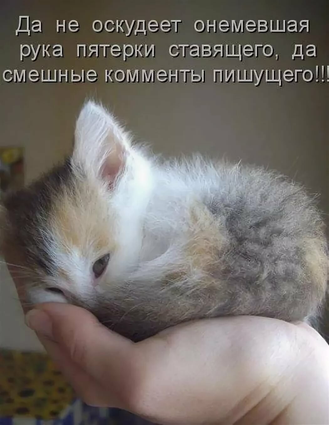 Котики с надписями