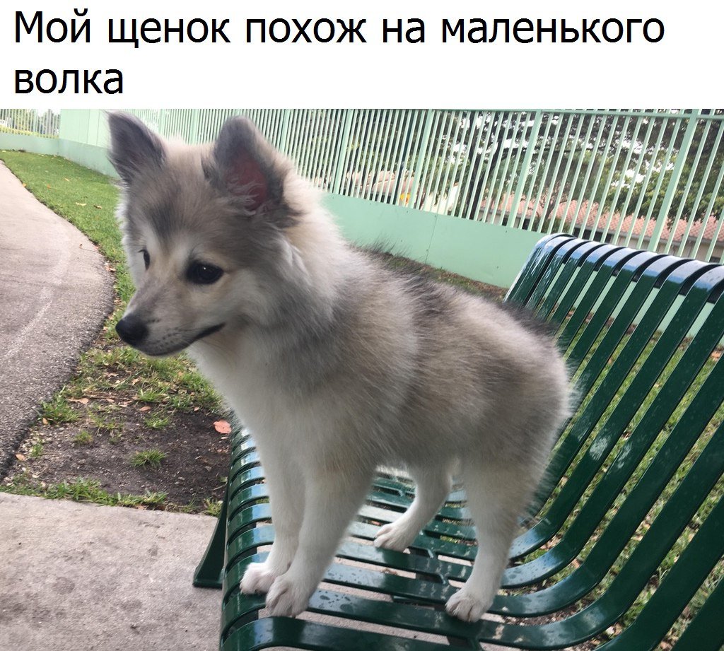 Маленькая собака похожая на волка