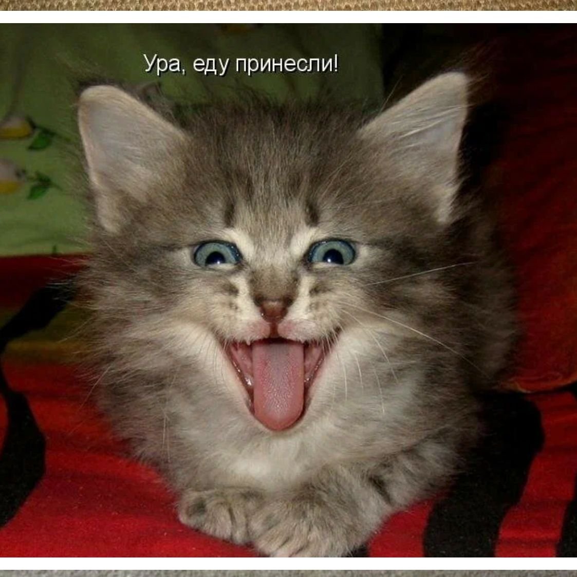 Котята с надписями