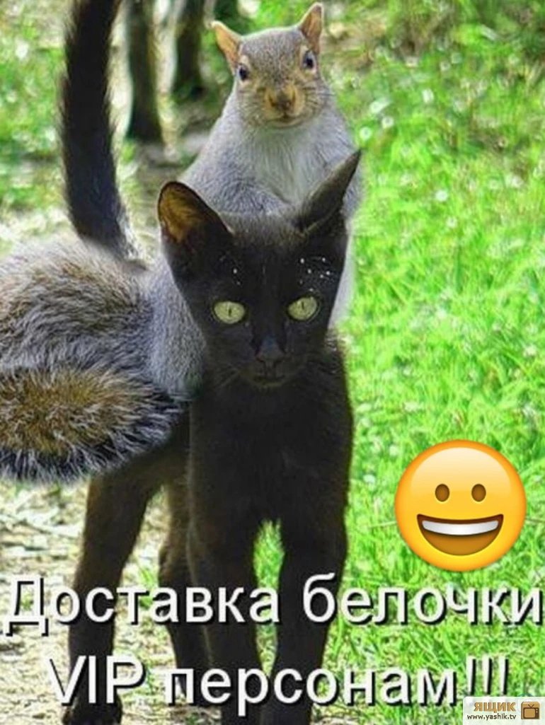 Приколы с животными с надписями