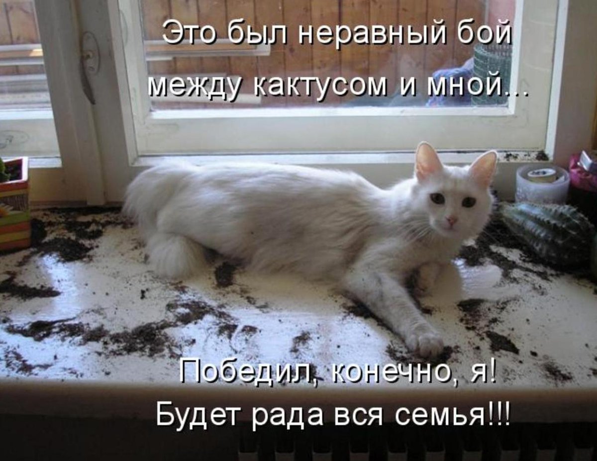 Приколы с животными с надписями