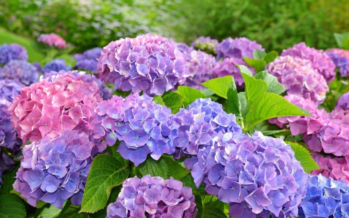 Гортензия крупнолистная сиреневая