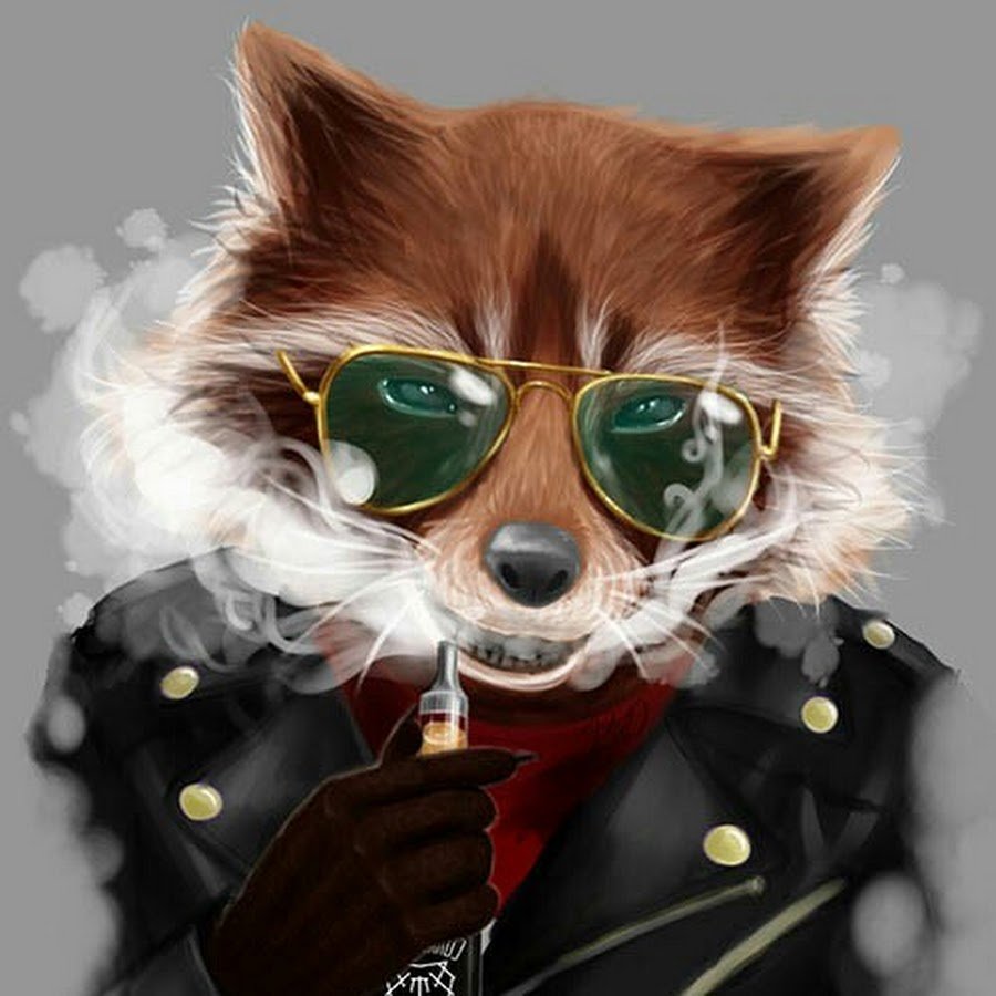 Енот в очках