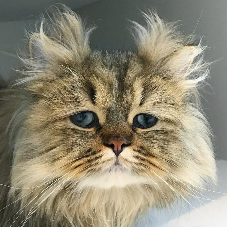 Кот понедельник