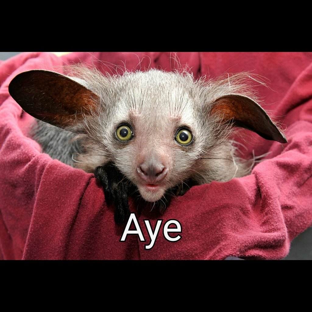 Мадагаскарская руконожка