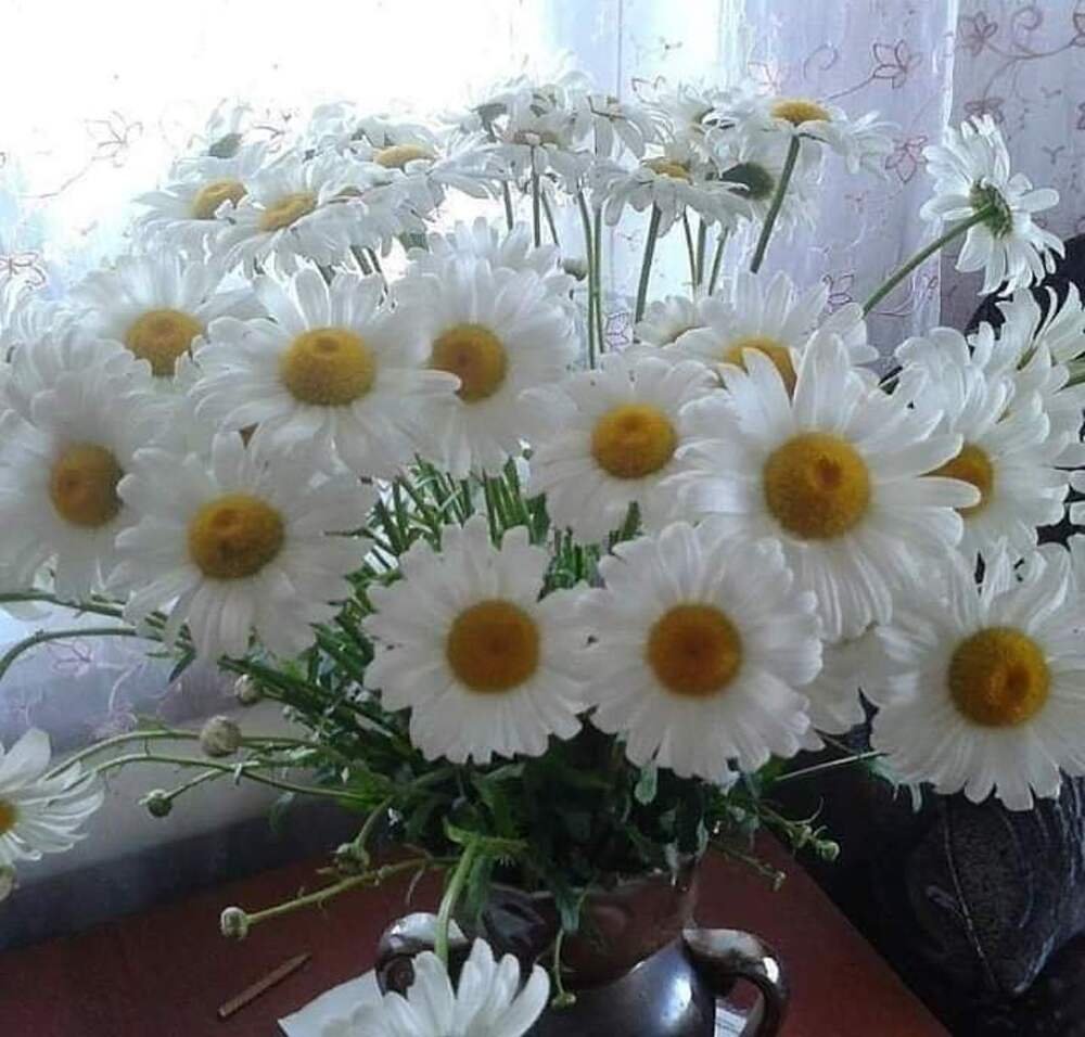 Красивые ромашки для любимой