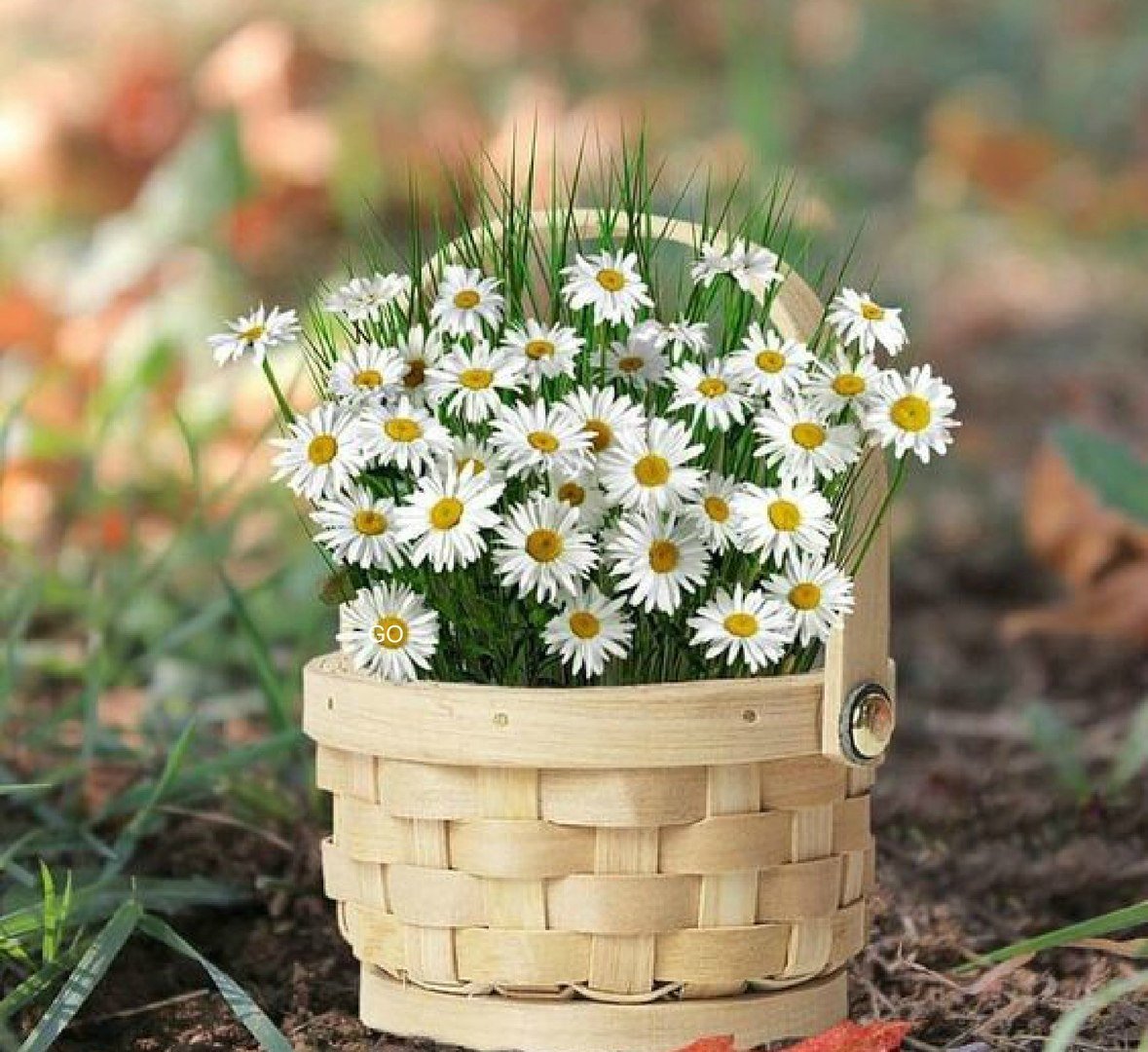 День ромашки