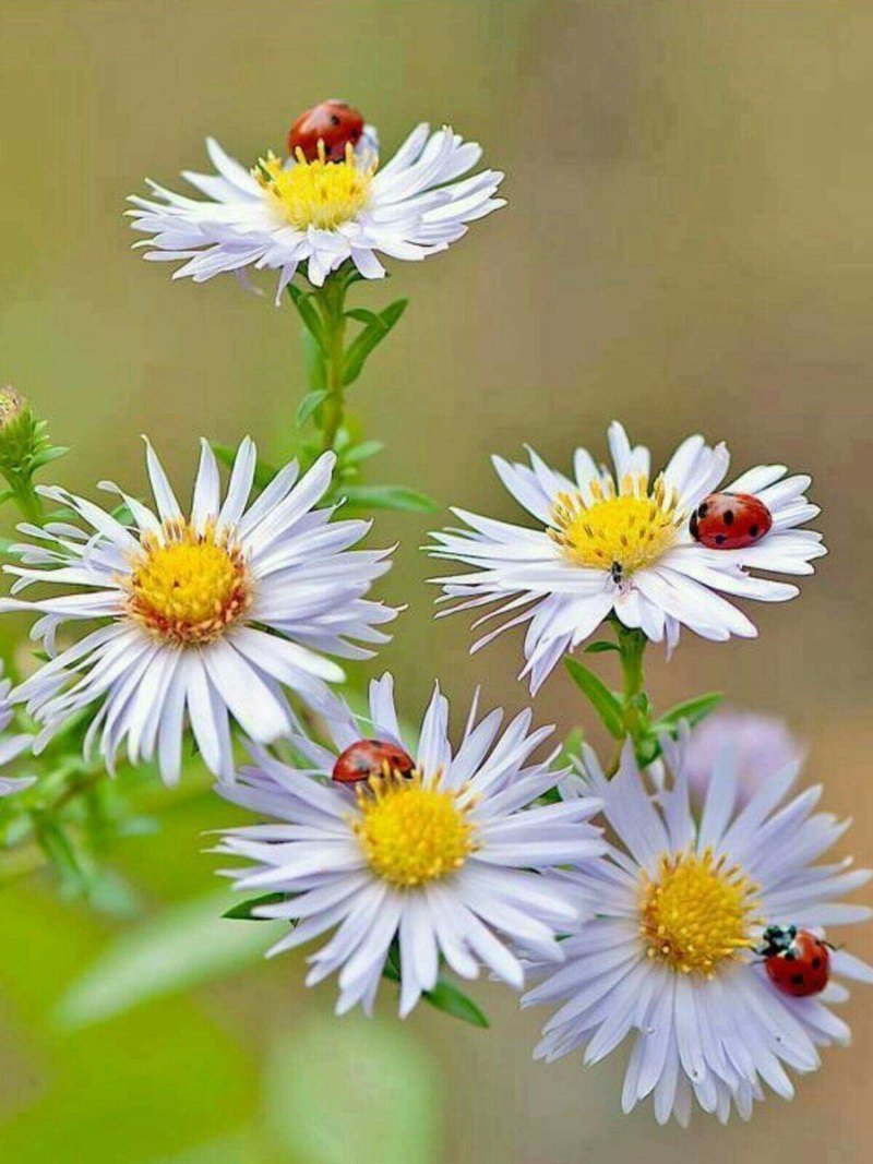 Китайская Ромашка