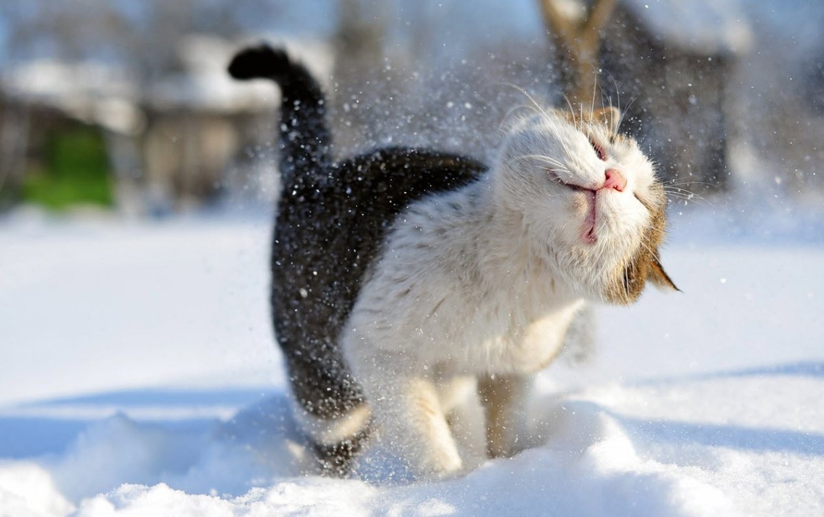 Веселая зима