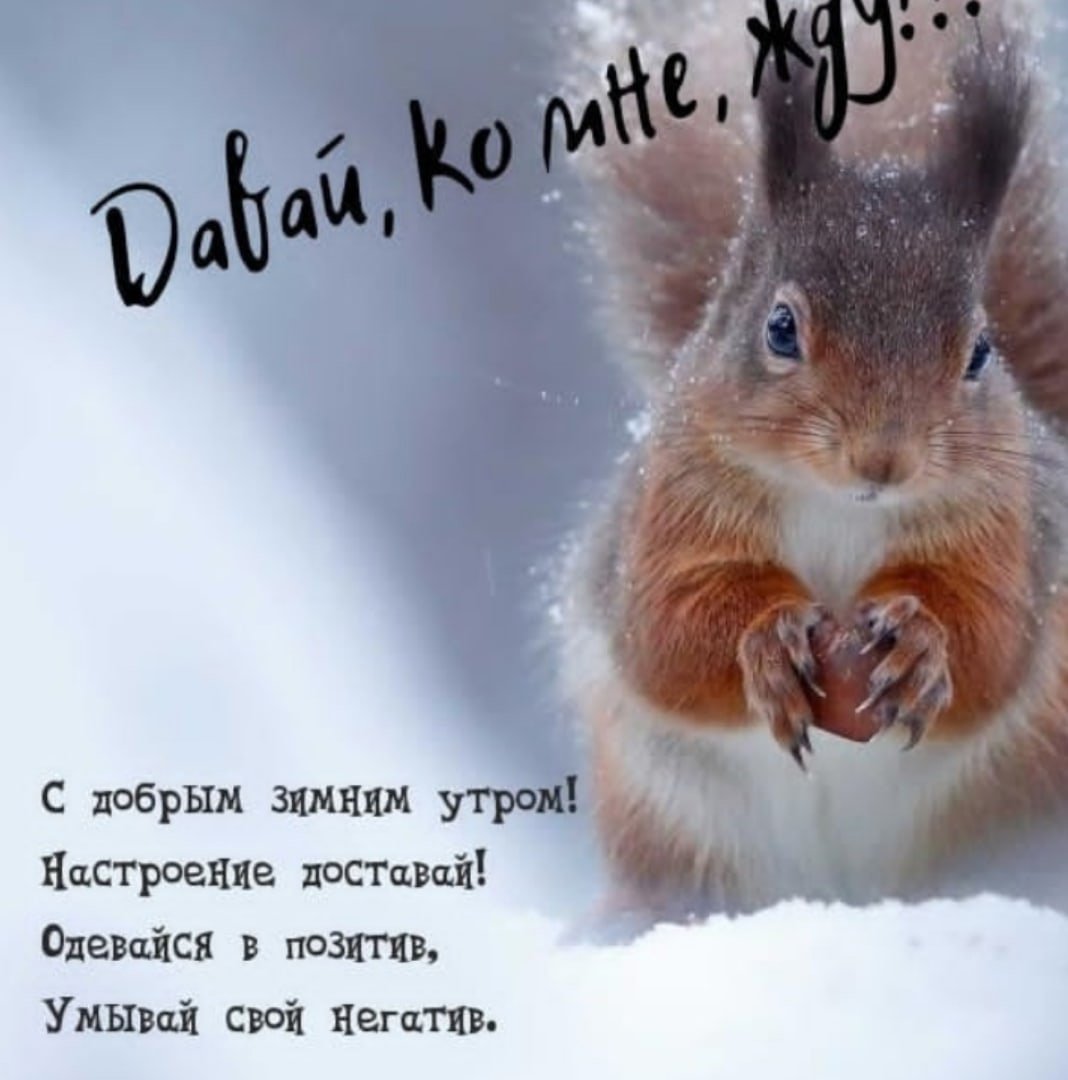 Смешные собаки в снегу