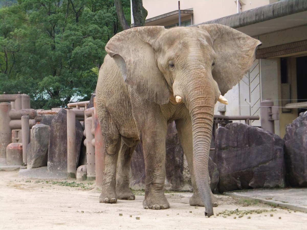 Ташкентский зоопарк слон