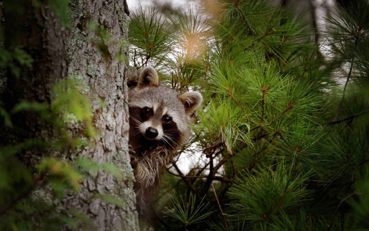 Животные в лесу