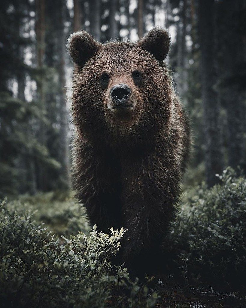 Пчелух медведь