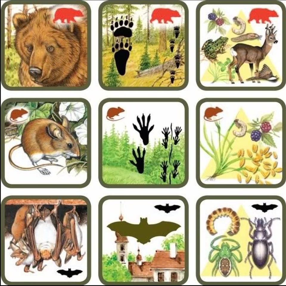 Дидактическая игра чьи следы Дикие животные