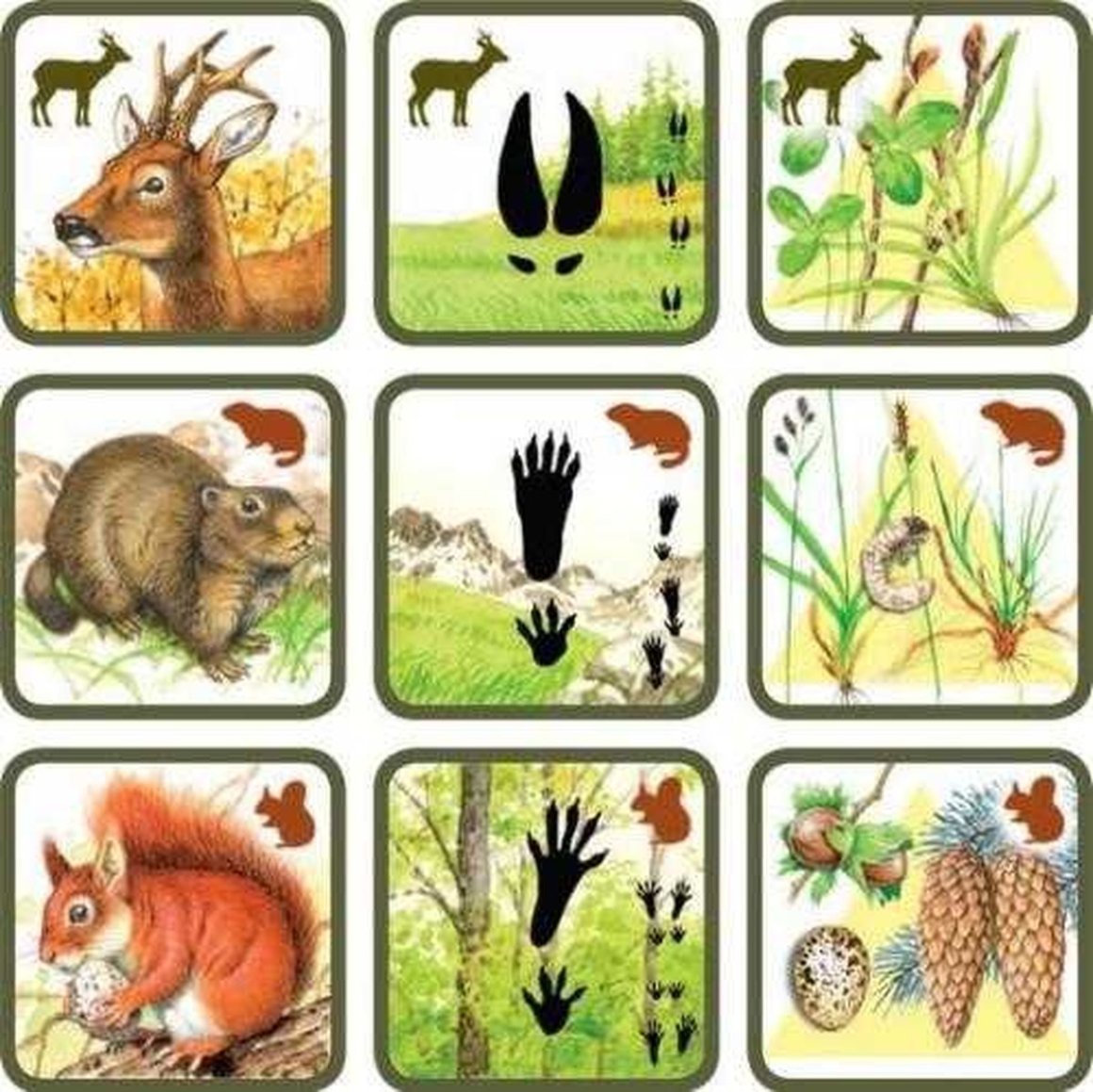 Лесные животные карточки
