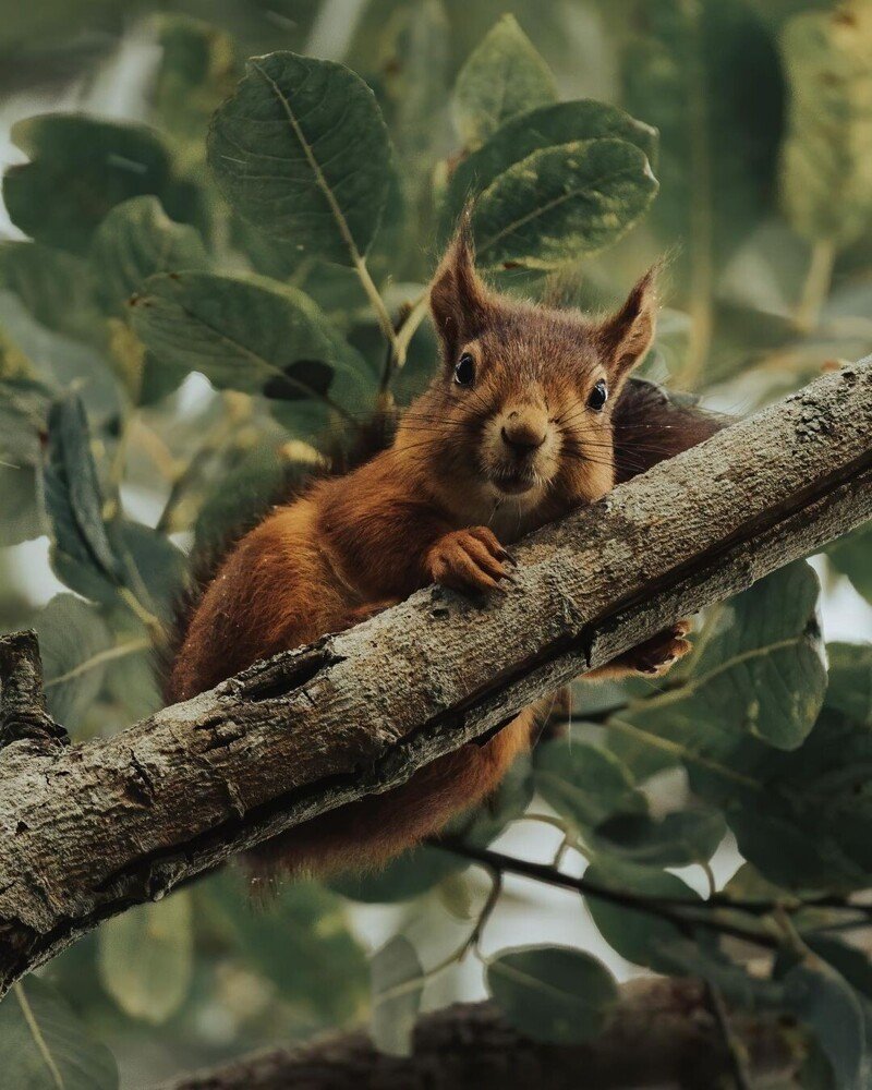 Лесные обитатели