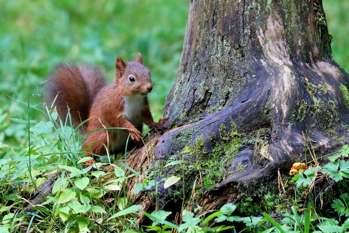 Заповедник Брянский лес белки