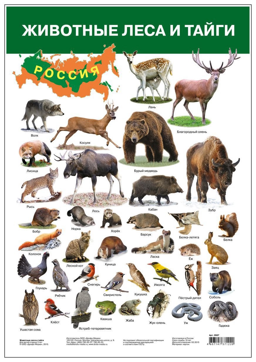 Обитатели тайги
