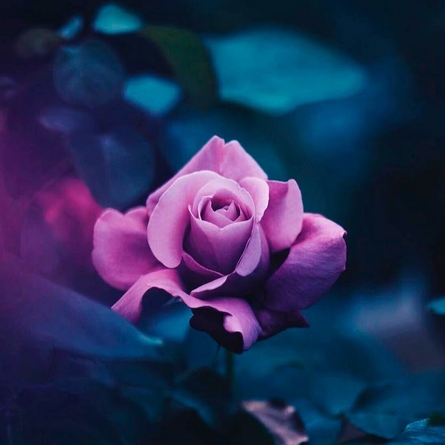 Терпение цитаты