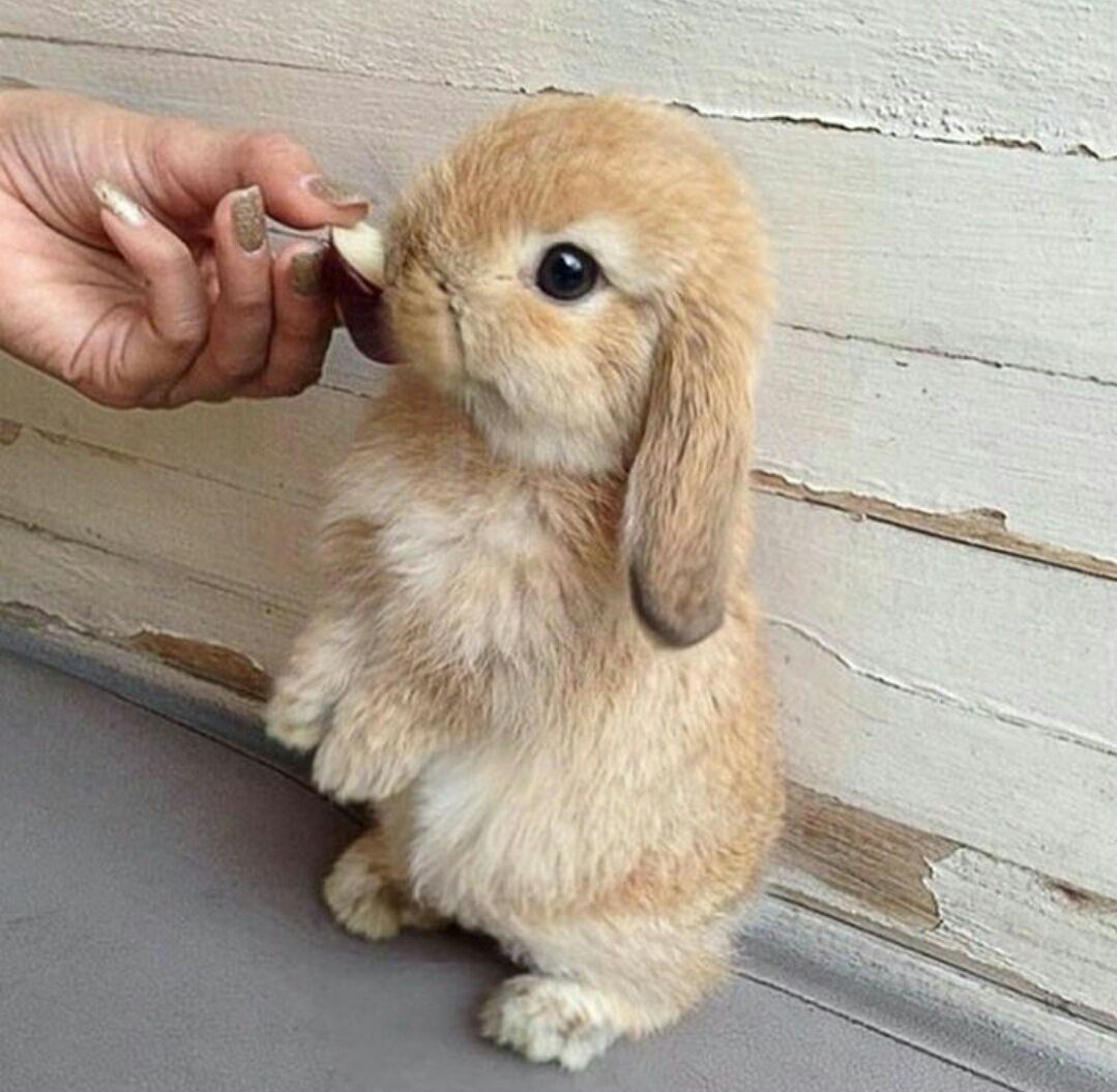 Животные Африки для детей