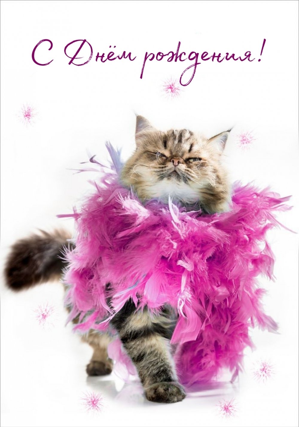 С днём рождения с котиками