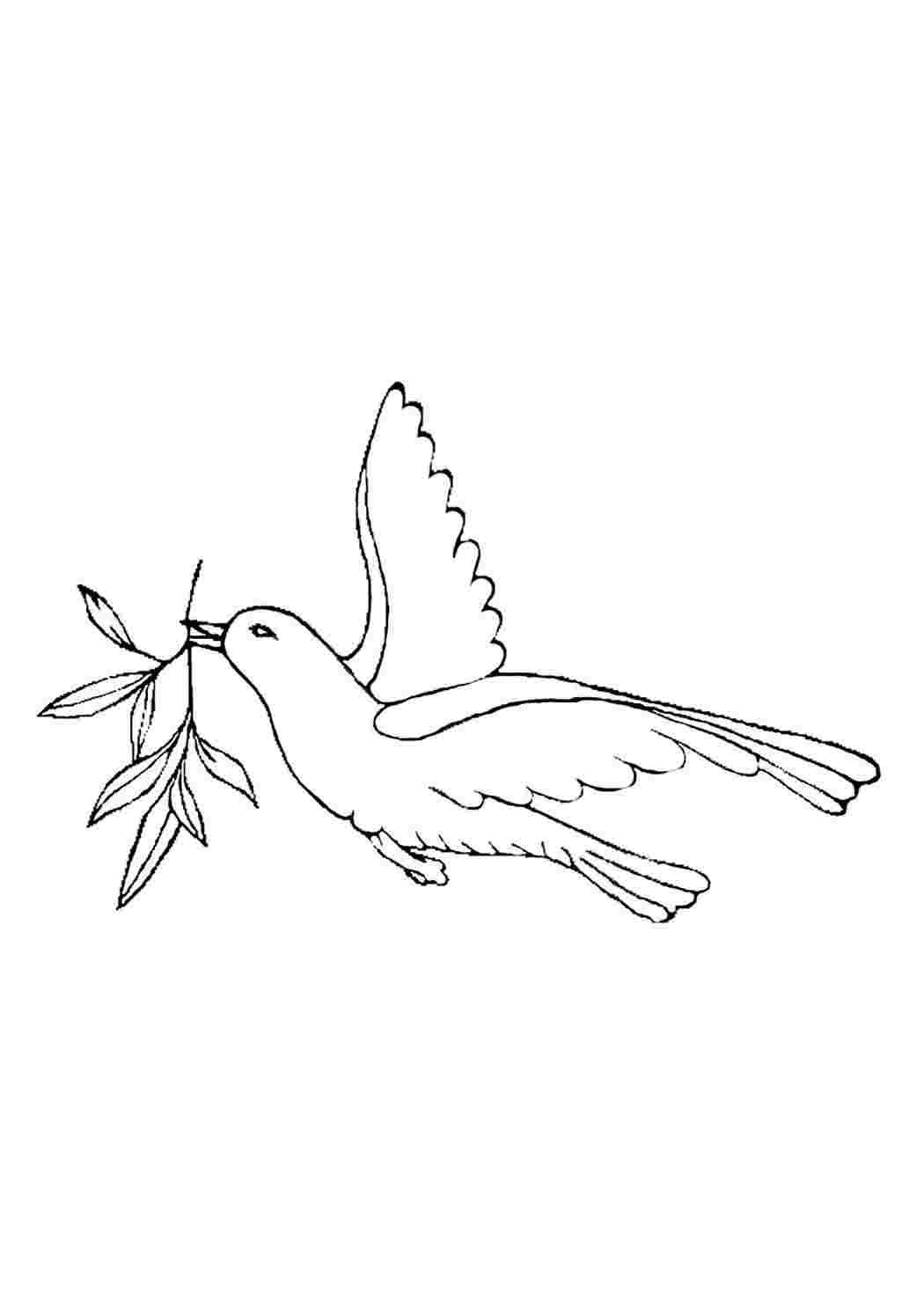 Голубь раскраска для детей