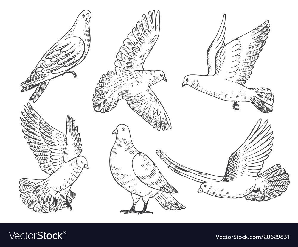 Графический рисунок голубя