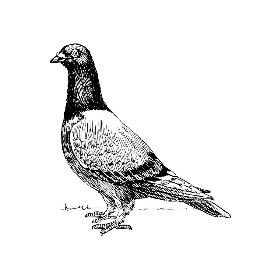 Голубь гравюра