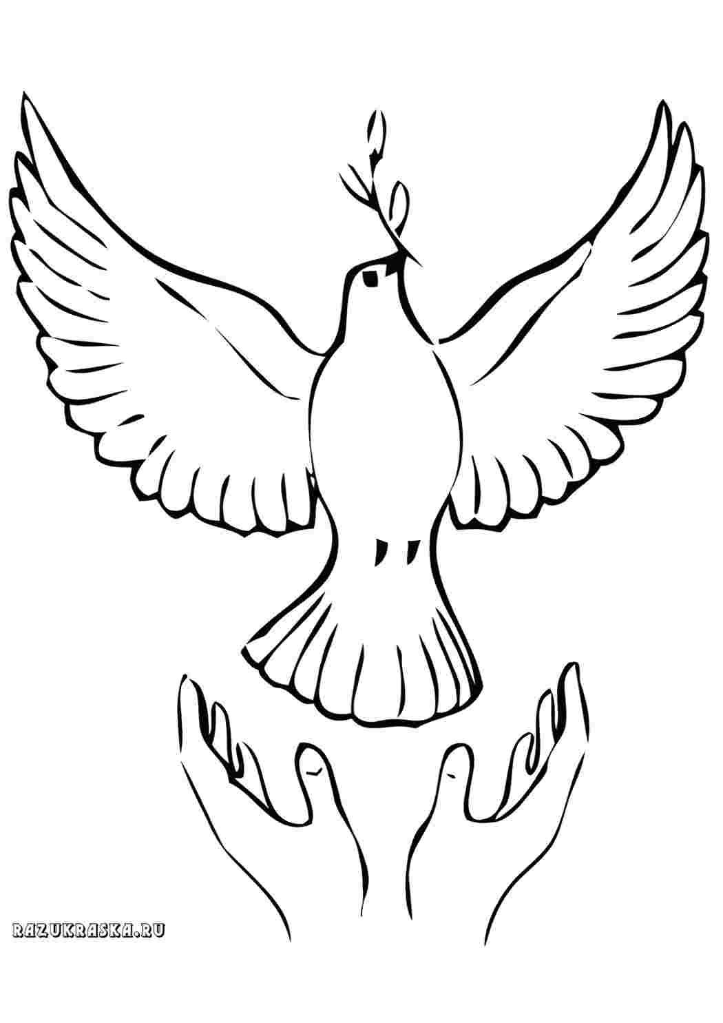Голубь рисунок карандашом для детей