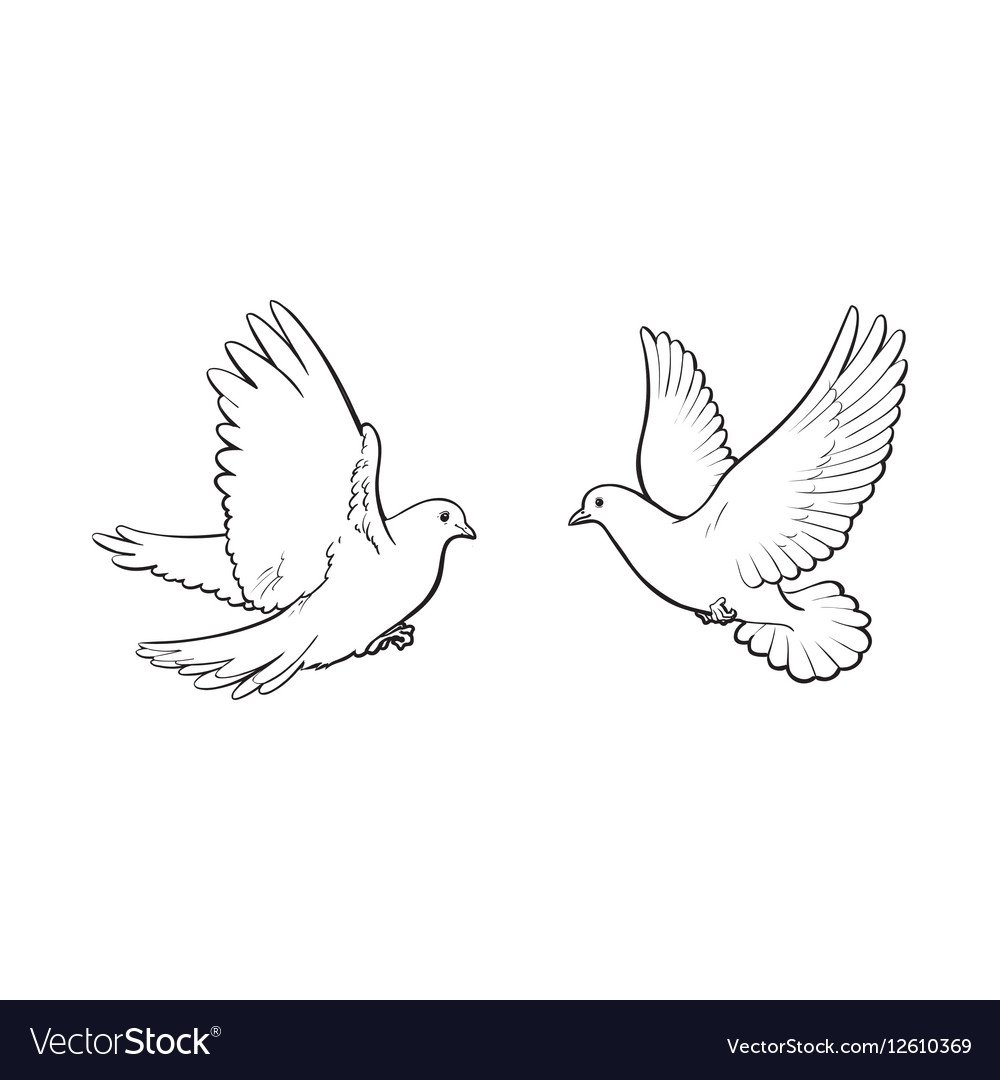 2 Голубя рисунок