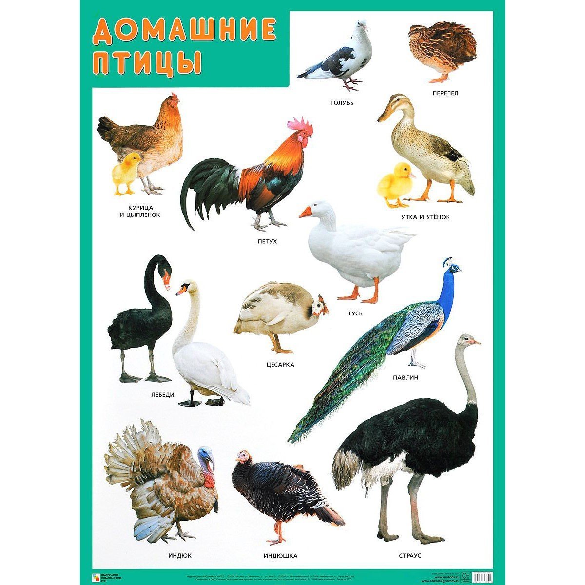 Домашние птицы