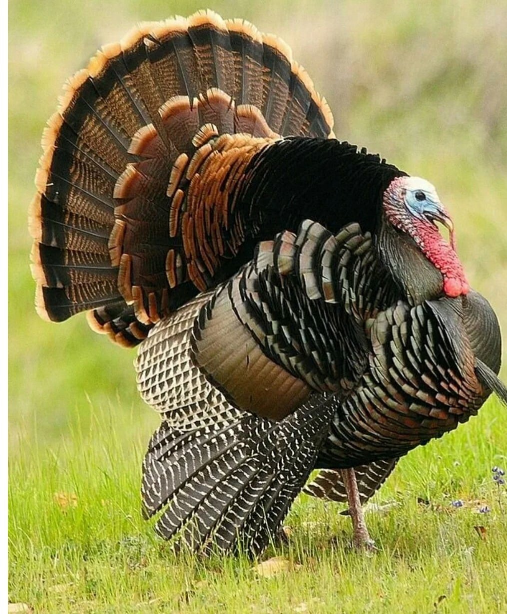 Индейка обыкновенная meleagris gallopavo