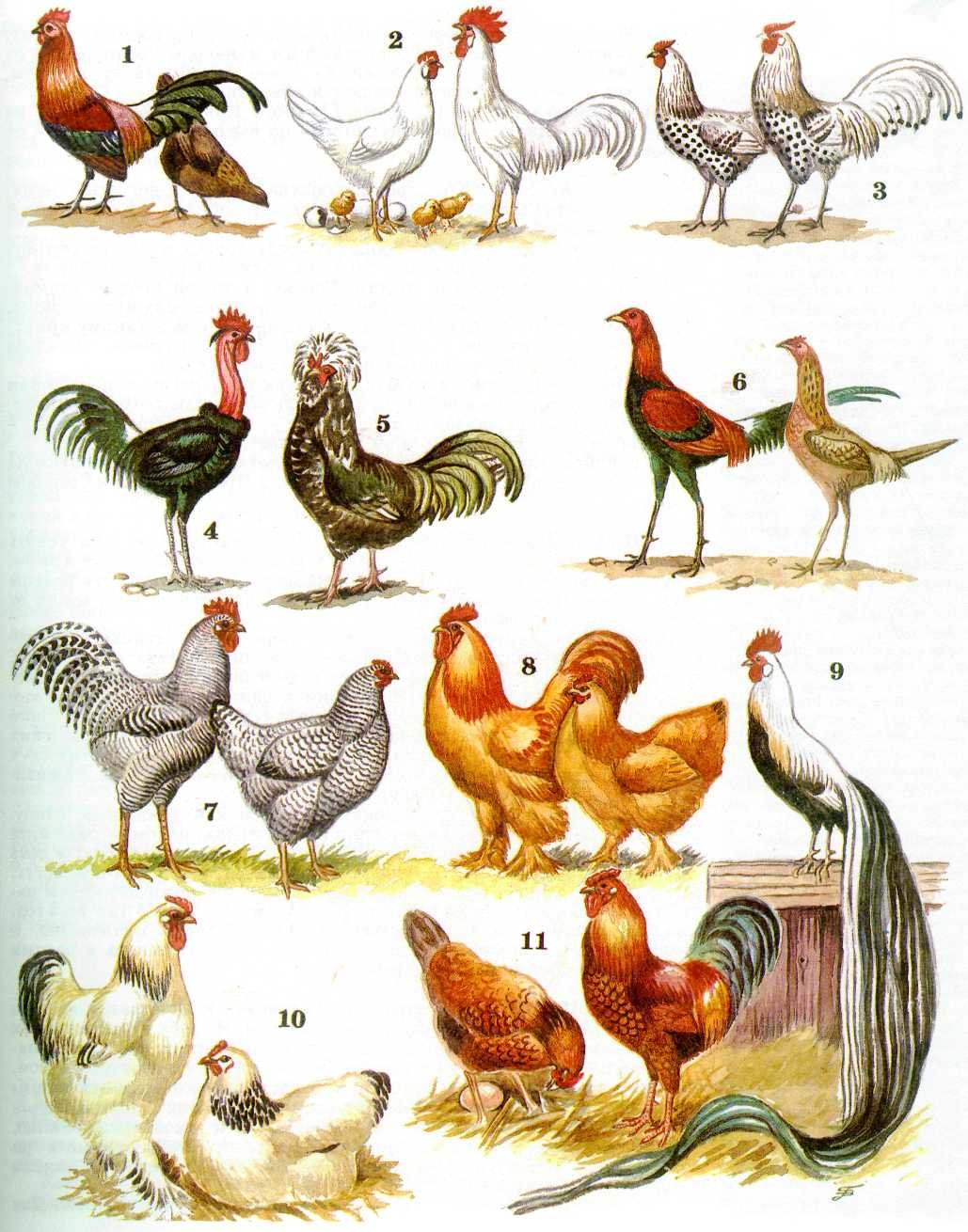 Породы домашних птиц