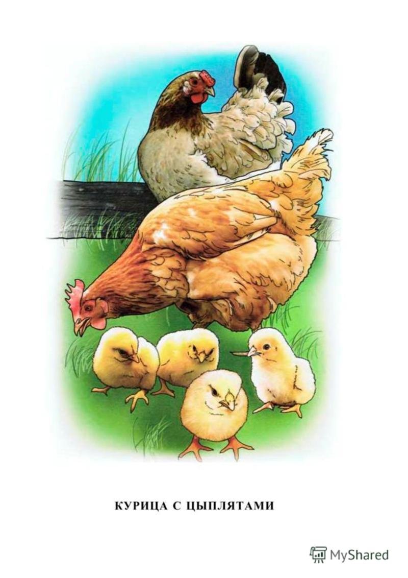 Демонстрационный материал домашние птицы