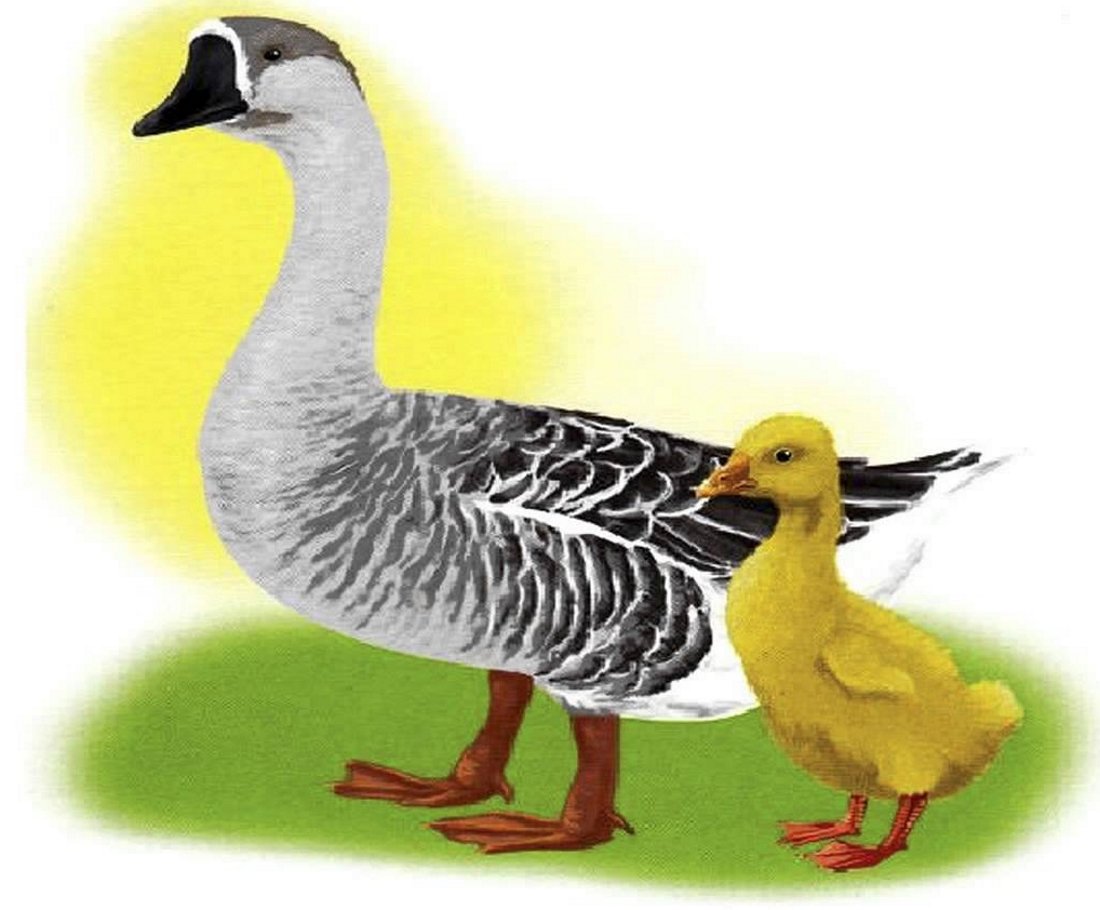 Гусь гусыня и гусята