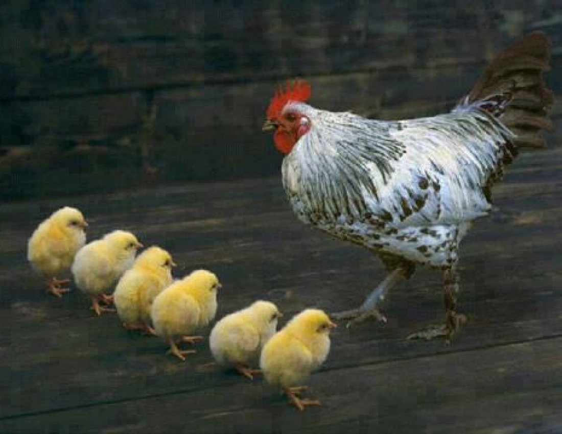 Курица с цыплятами