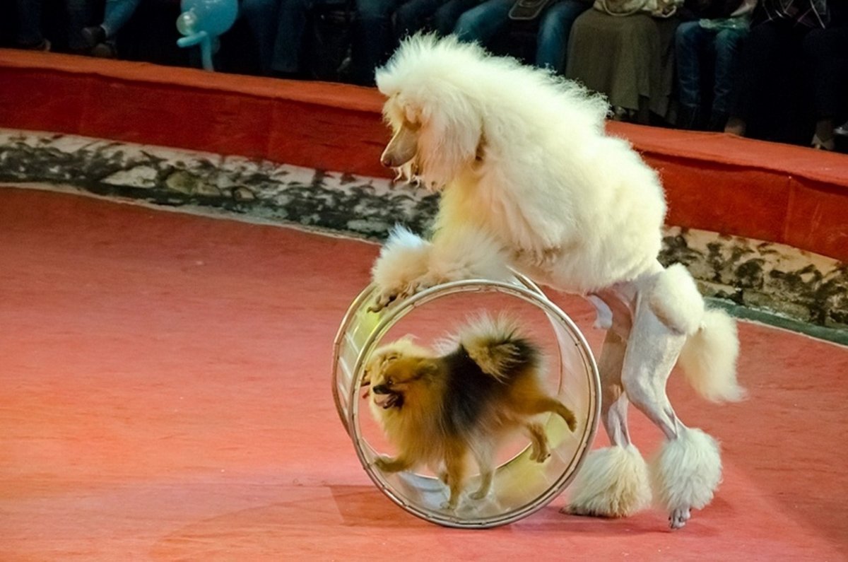 Цирковые собачки