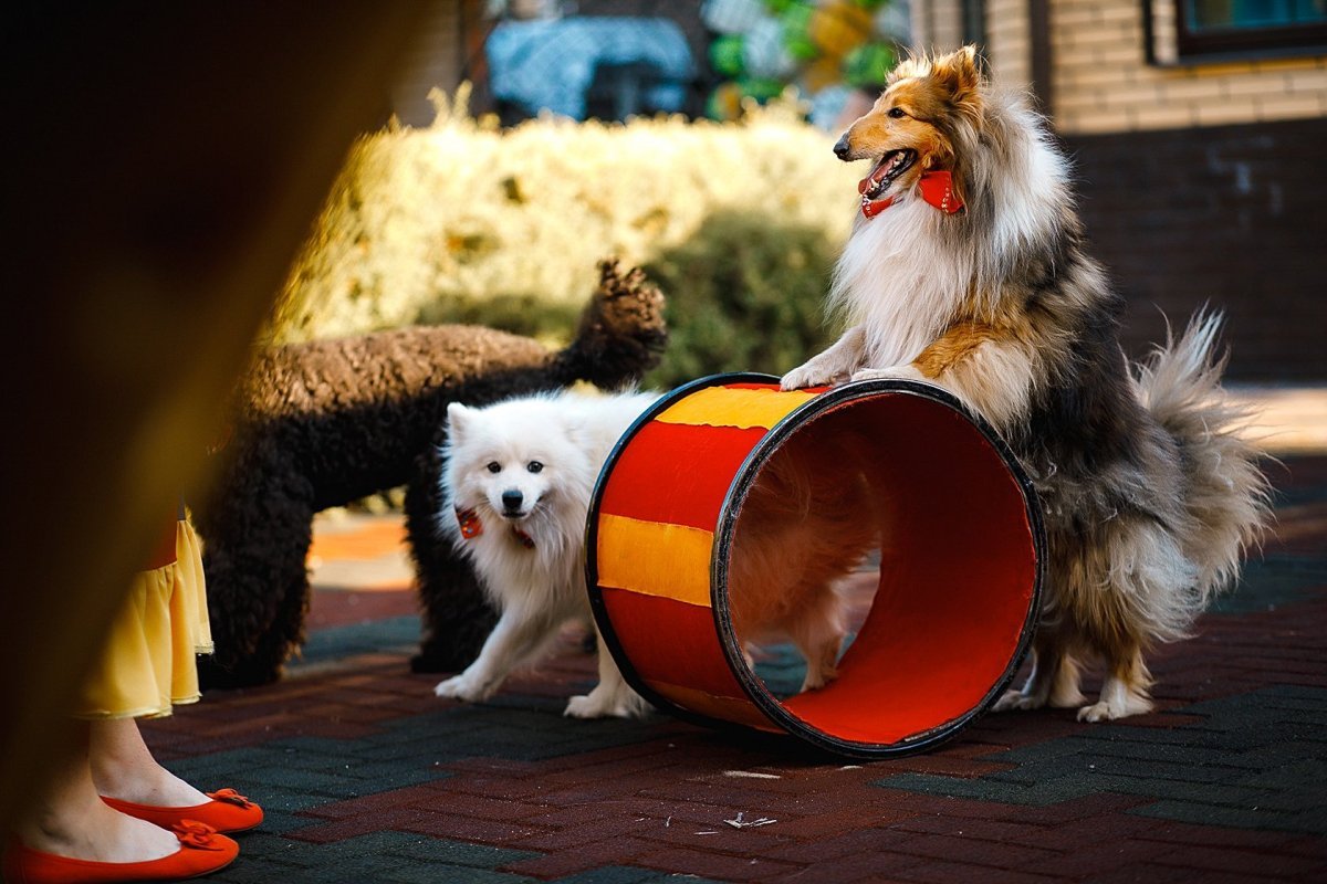 Собака и Гаер