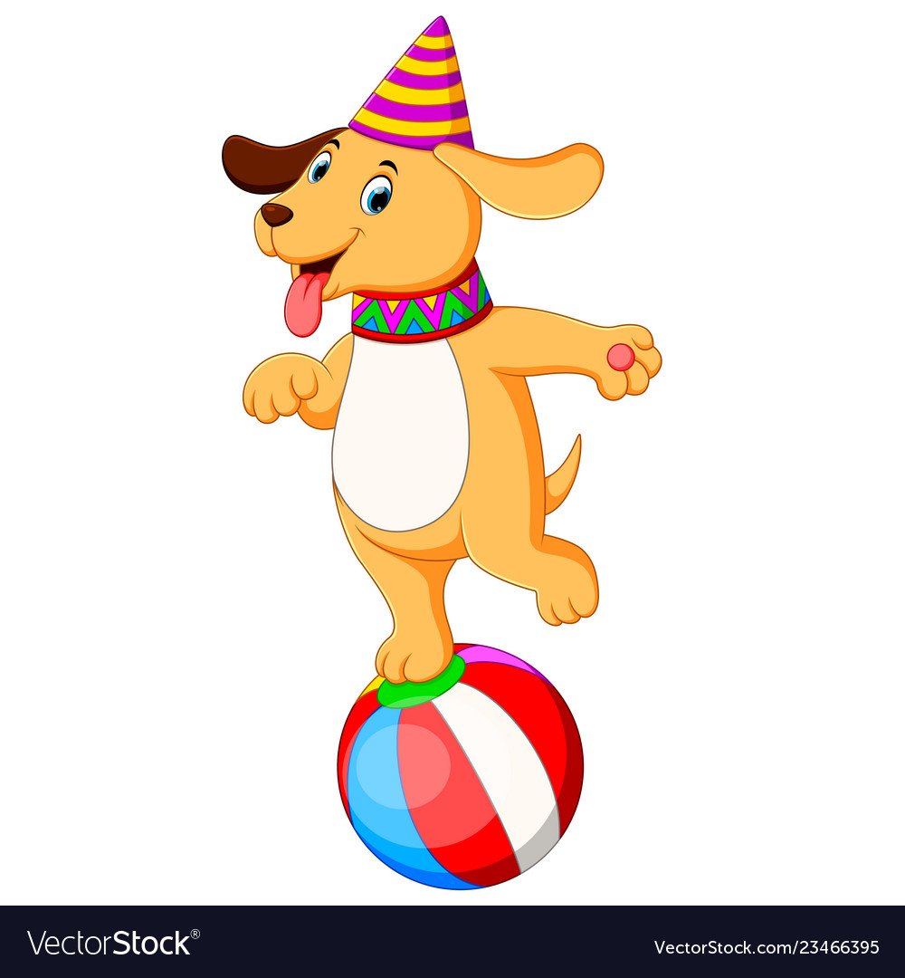 Декоративные собаки в цирке