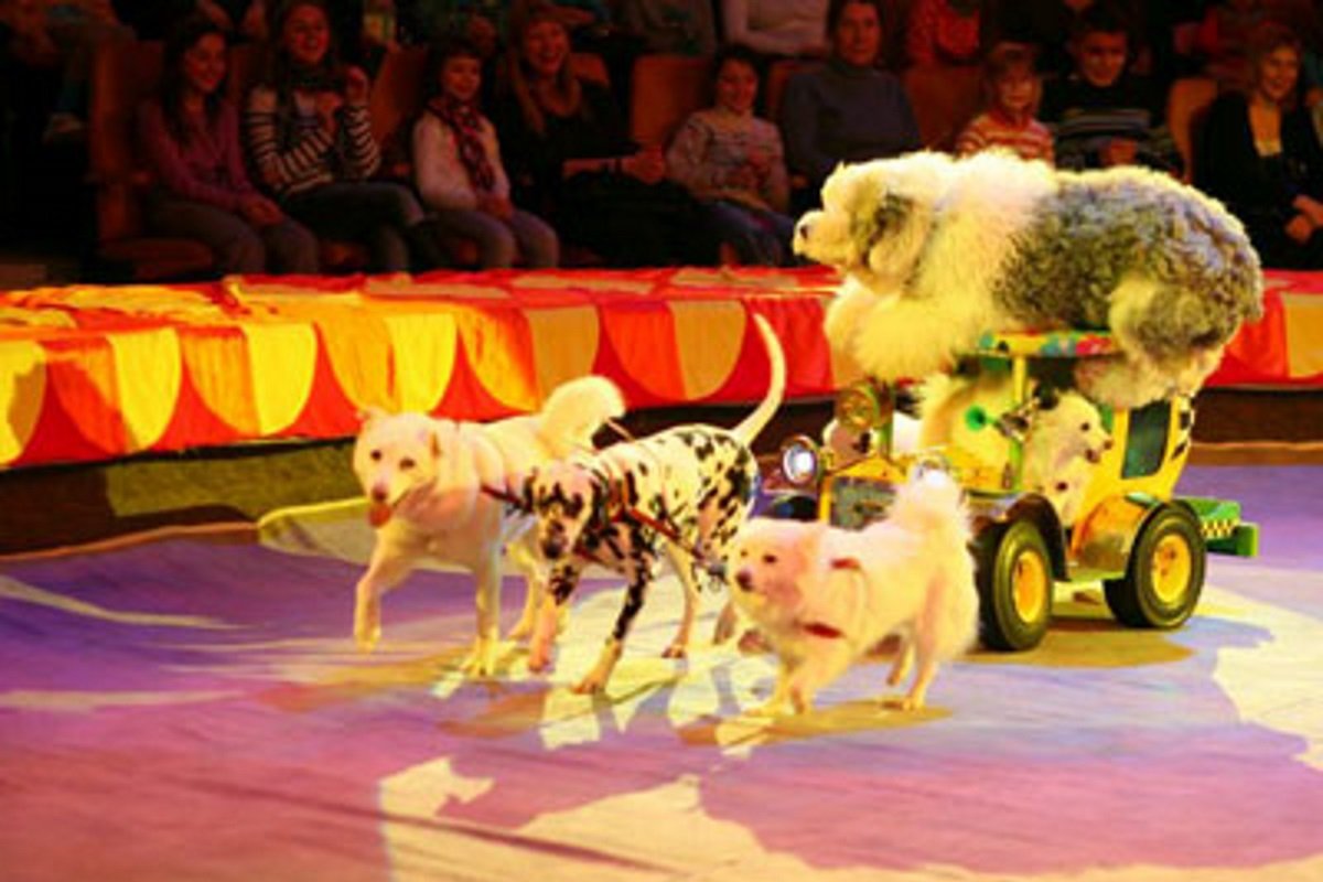 Цирковые Королевский пудель