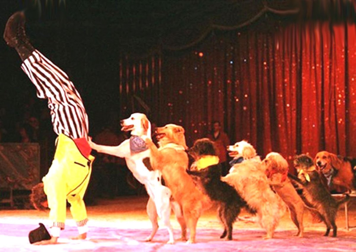 Цирковой пудель