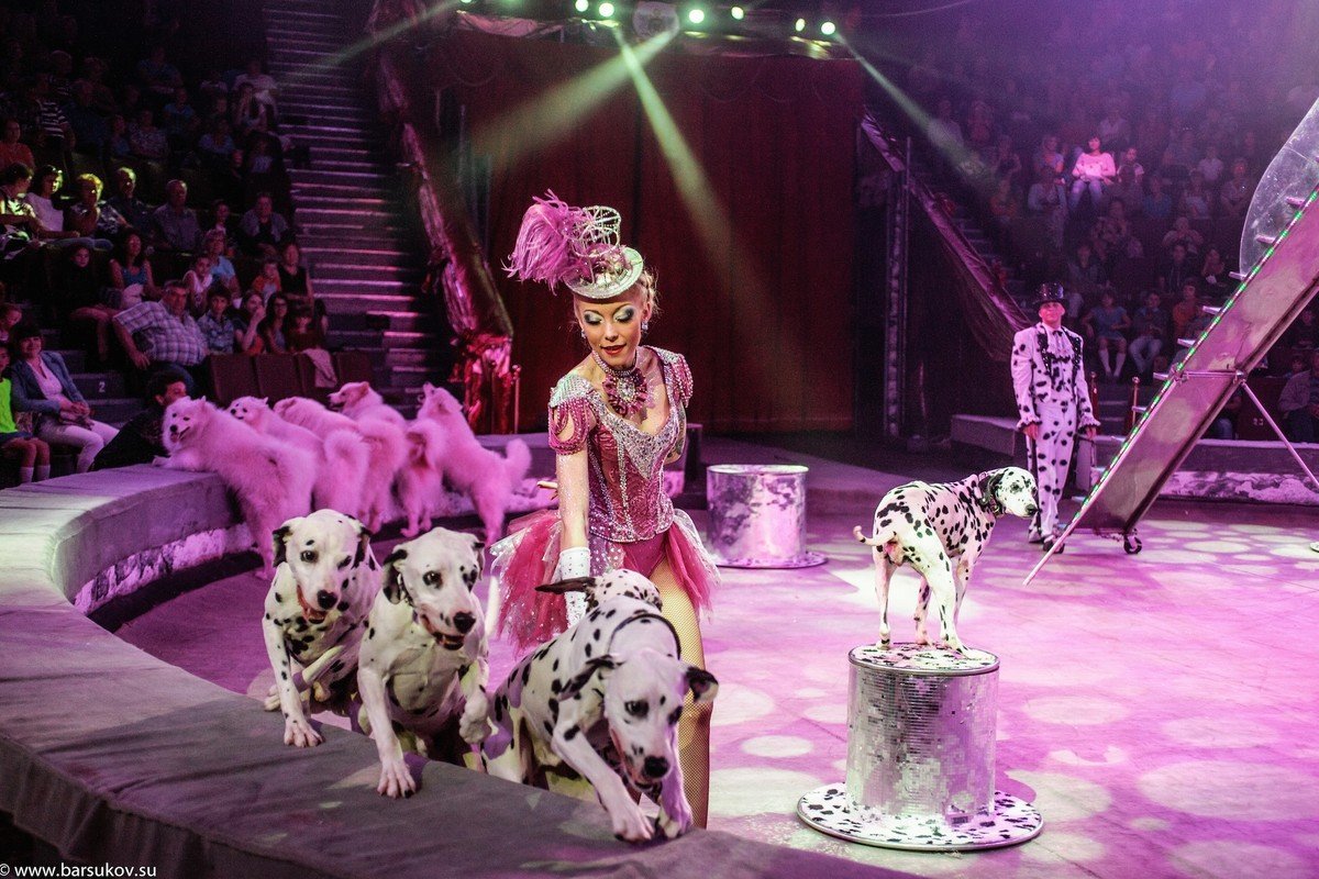Декоративные собаки в цирке