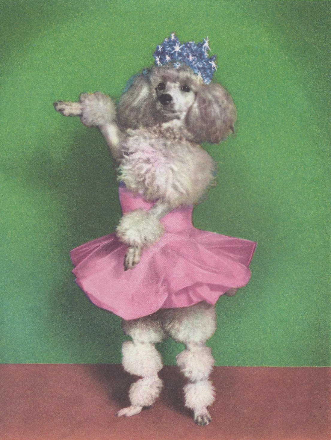 Собаки в цирке