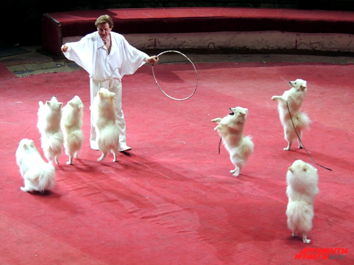 Собаки в цирке