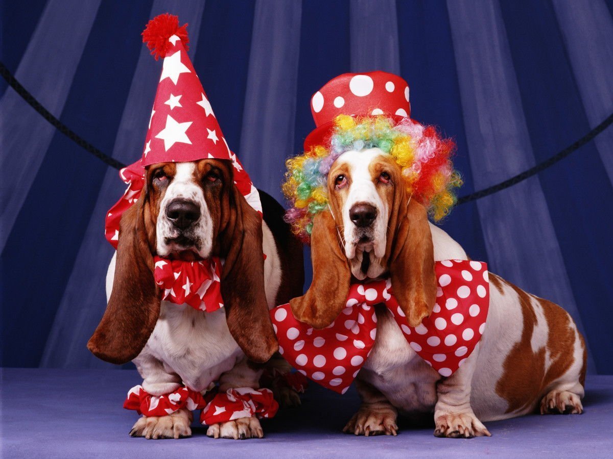 Пудель в цирке