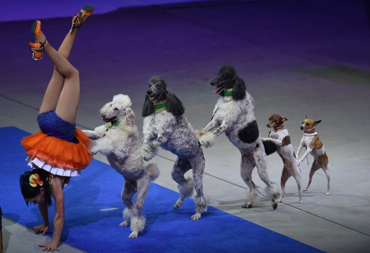 Цирковые собаки породы